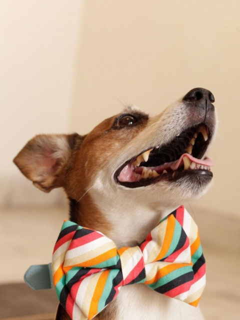 

Heads Up For Tails HUFT Party Pupper Detachable Dog Bow Tie, Multi