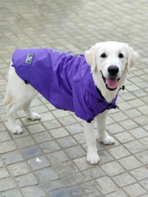 

Heads Up For Tails Purple Solid Dog Raincoat