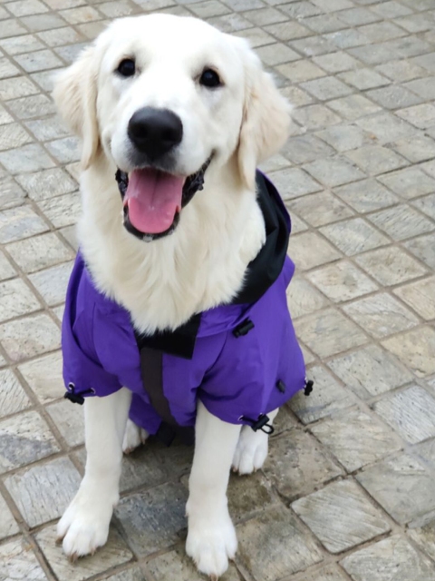 

Heads Up For Tails Purple Drizzle Buddy Dog Raincoat