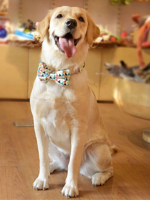 

Heads Up For Tails HUFT Prism Dogs Detachable Bow Tie, Multi