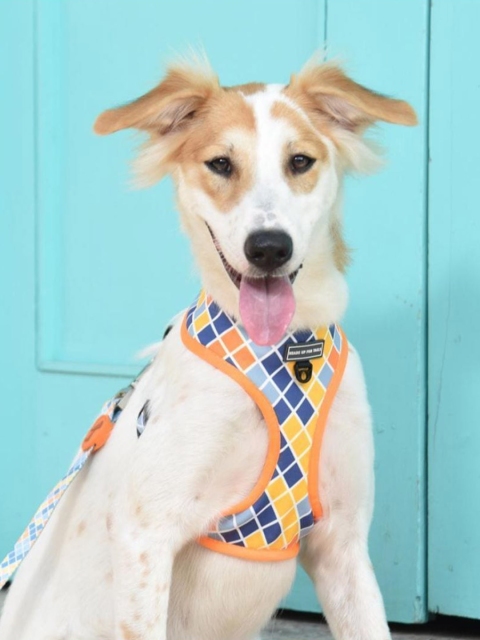 

Heads Up For Tails Multicoloured Printed Dog Pet Harness, Multi