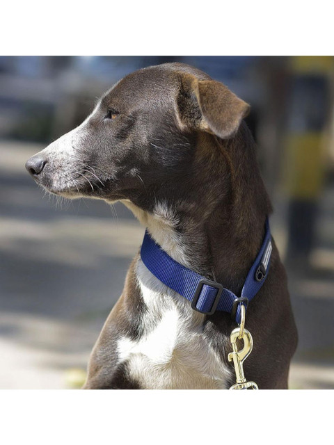 

Heads Up For Tails Blue Classic Nylon Dog Collar