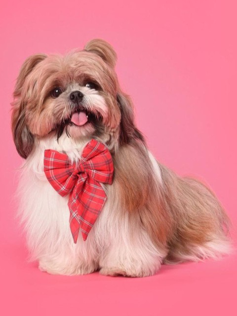 

Heads Up For Tails Peach-Coloured Checked Sweetheart Dog Bow Tie