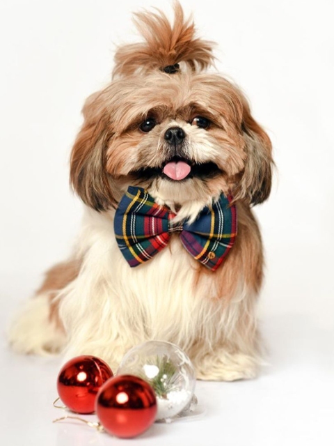 

Heads Up For Tails Multicoloured Snow Ball Detachable Dog Bow Tie, Multi