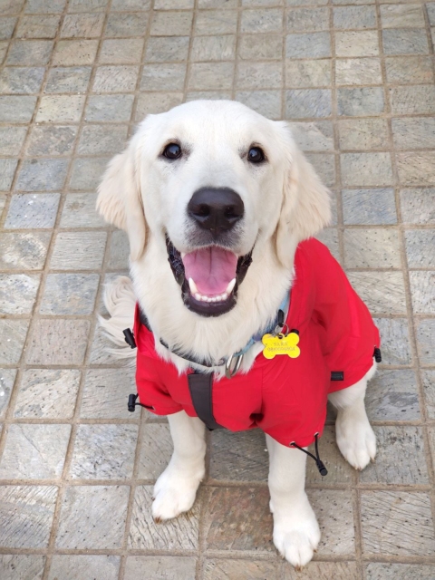 

Heads Up For Tails Red Dog Raincoat