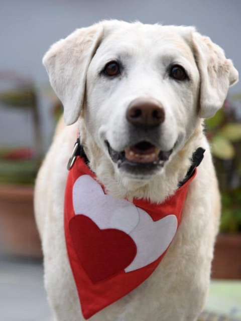 

Heads Up For Tails Red & White HUFT 'Together Forever' Patchwork Dog Bandana