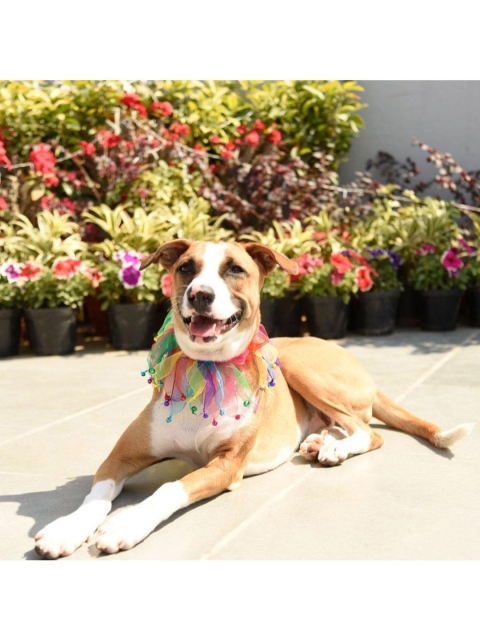 

Heads Up For Tails Rainbow Party Dog Collar, Multi