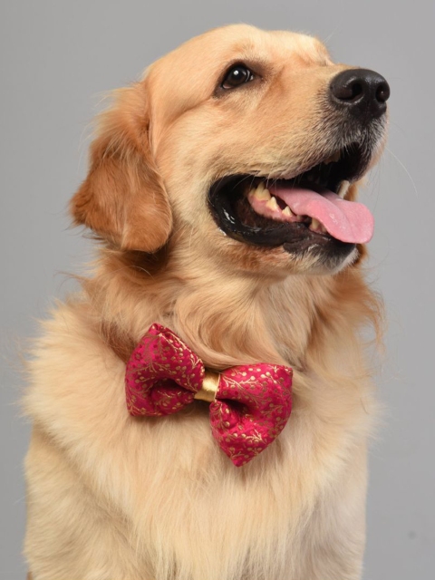 

Heads Up For Tails Pink & Gold-Toned Embellished Jagmag Detachable Dog Bow Tie