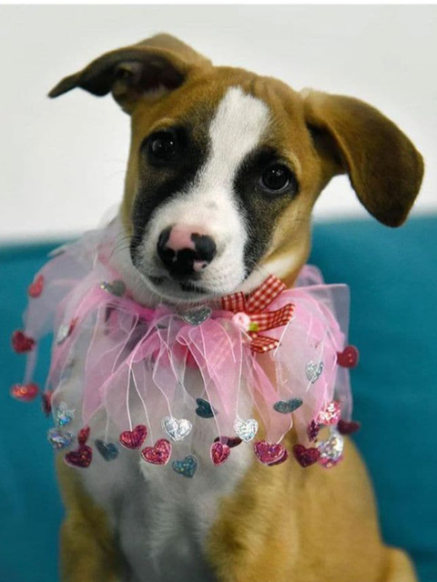 

Heads Up For Tails Pink HUFT Waggy Doggy Party Dog Collar