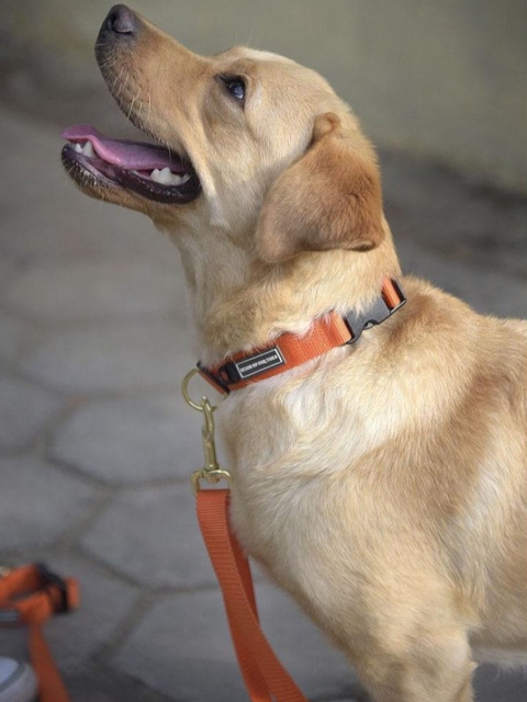 

Heads Up For Tails Red Classic Nylon Dog Collar