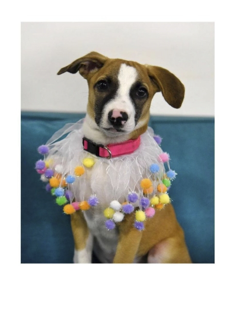 

Heads Up For Tails Multicoloured Chipper Pupper Party Dog Collar, Multi