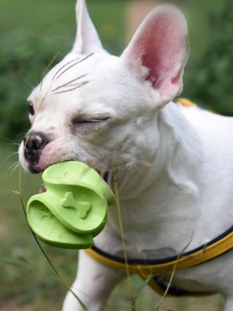 

Heads Up For Tails Green Solid Twistee Collection Munch Monster Dog Toy