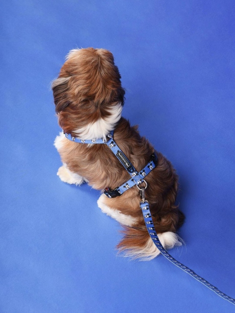 

Heads Up For Tails Blue Disney Mickey Print Dog H-Harness