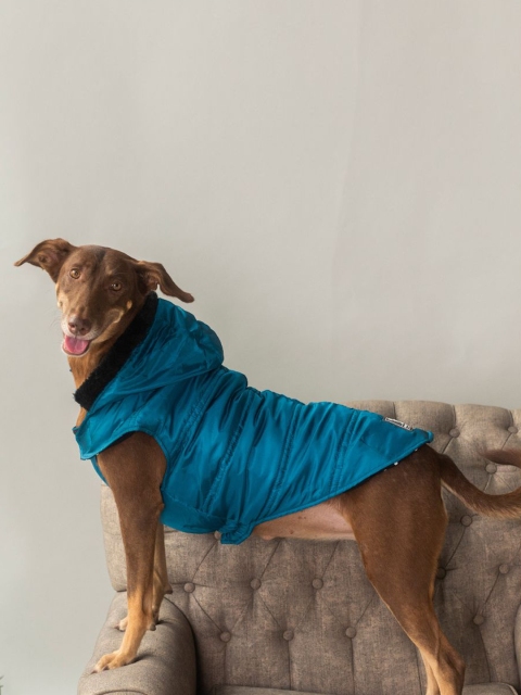 

HUFT Bomber Hoodies Dog Jacket - Petrol Blue