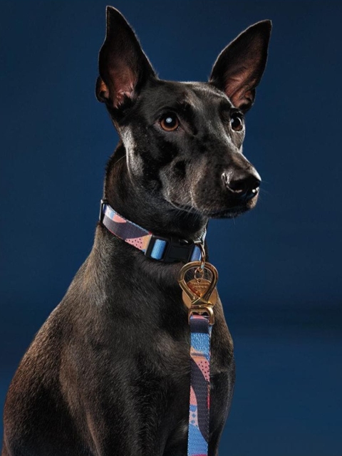

HUFT X Shivan & Narresh Pink & Blue Leger Leisure Series Dog Collar and Leash Set