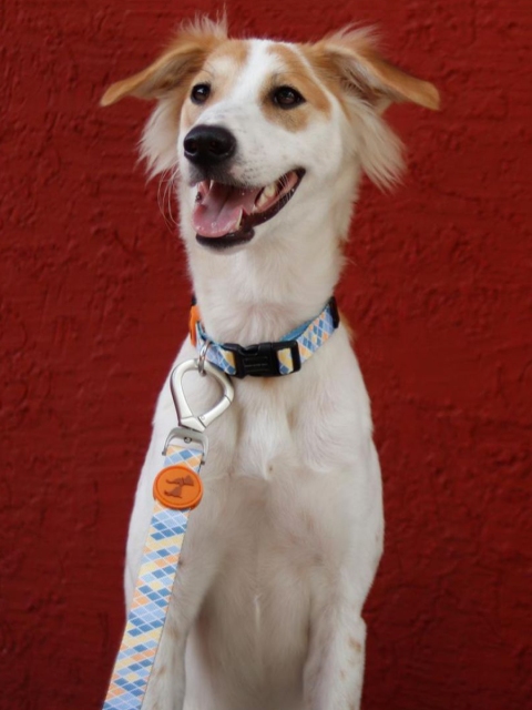 

Heads Up For Tails Multicoloured Chaser Dog Collar & Leash Set, Multi