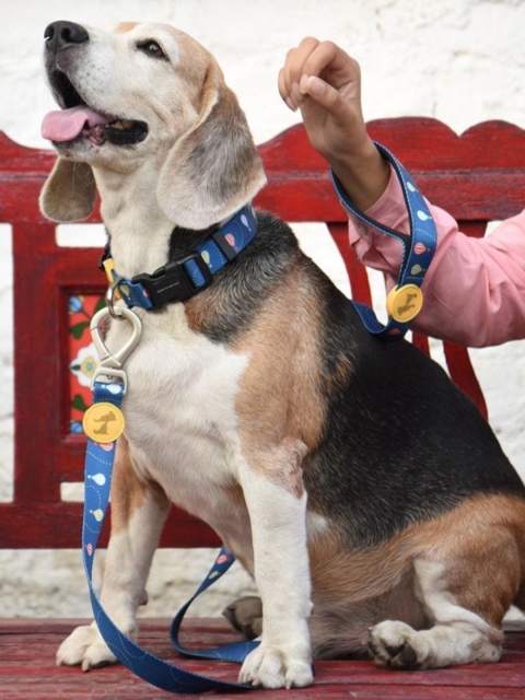 

Heads Up For Tails Blue Pup In the Air Dog Collar and Leash Set