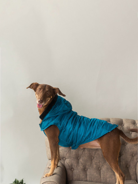 

Heads Up For Tails Petrol Blue Bomber Hoodies Dog Jacket