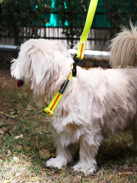 

Heads Up For Tails Yellow & Red Waterproof Dog Collar & Leash Set