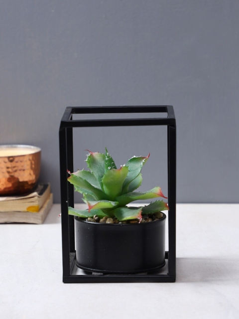 

TAYHAA Green & Black Plant In A Designer Box