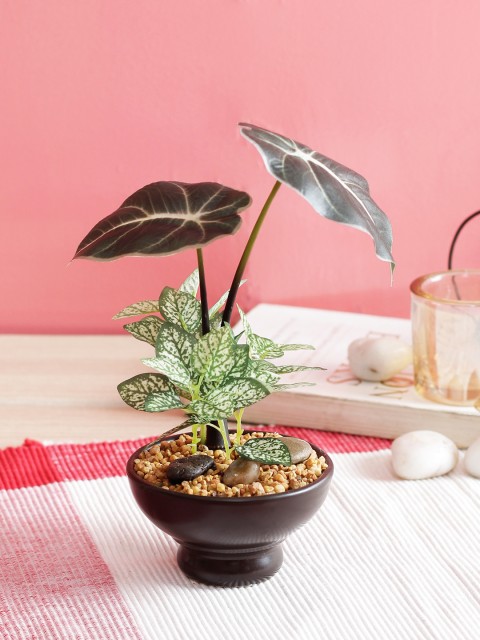 

PolliNation Green Artificial Zebra Bonsai With Brown Ceramic Pot