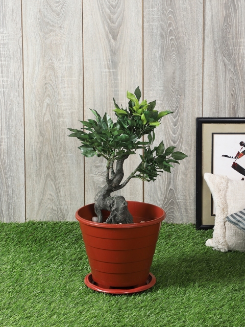 

PolliNation Green Artificial Ficus Plant Without Pot