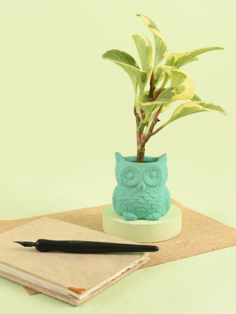 

Chumbak Sea Green Ceramic Wise Owl Planter
