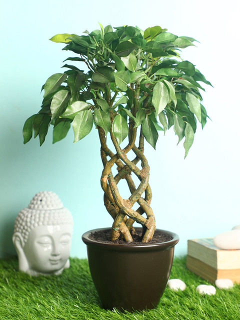 

Pollination Stunning Artificial Green Ficus Bonsai with Brown Ceramic Pot