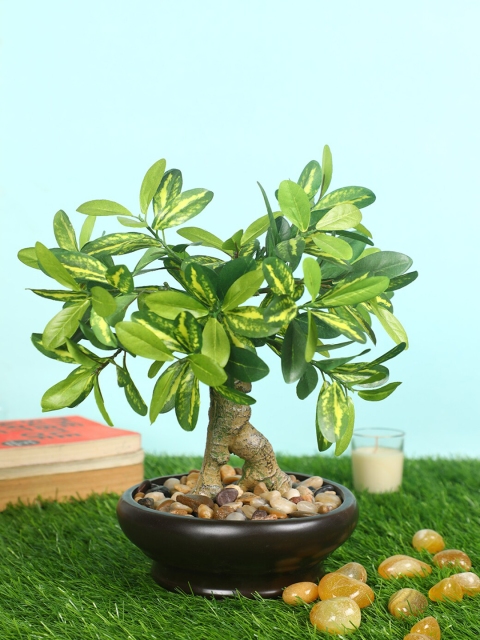 

PolliNation Green & Black Artificial Schefflera Bonsai with Ceramic Pot
