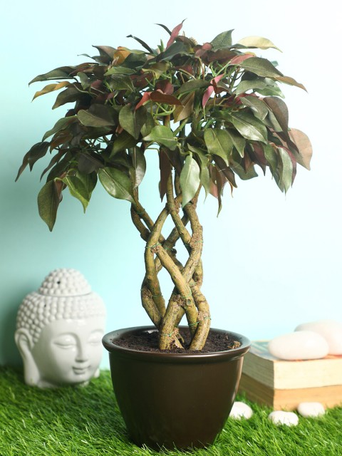 

PolliNation Red & Brown Stunning Artificial Ficus Bonsai with Ceramic Pot