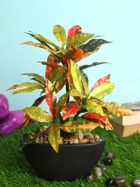 

PolliNation Red & Black Artificial Croton Bonsai with Ceramic Pot