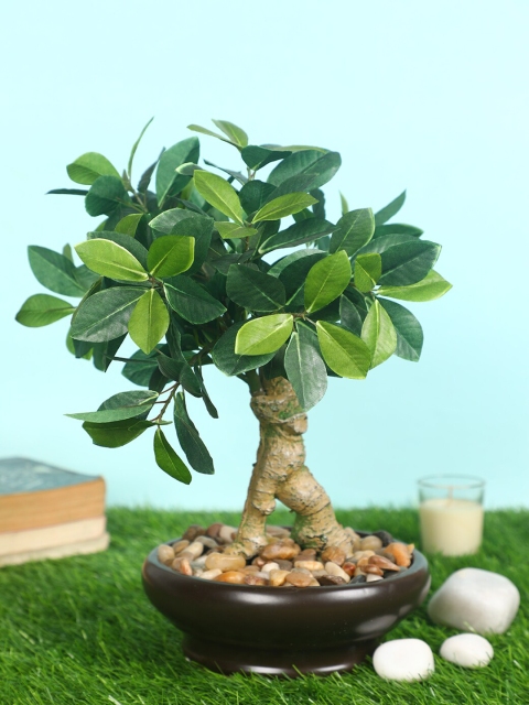 

Pollination Green Artificial Schefflera Bonsai with Black Ceramic Pot