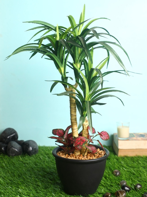 

PolliNation Green & Black Stunning Artificial Yucca Bonsai with Ceramic Pot