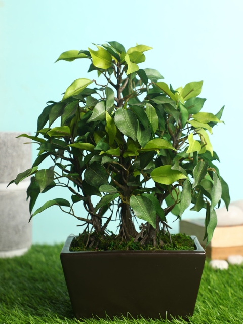 

PolliNation Green & Brown Premium Artificial Ficus Bonsai with Ceramic Pot