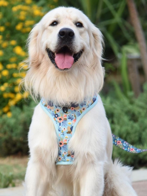 

Heads Up For Tails Reversible Mesh Dog Harness, Blue