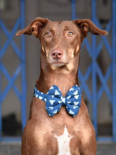 

Heads Up For Tails Blue Printed Dog Bow Tie With Strap