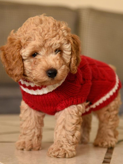 

Heads Up For Tails Red Winter Land Dog Sweater