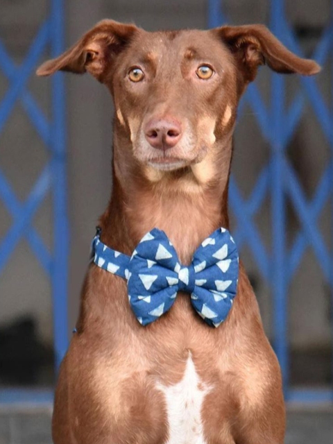 

Heads Up For Tails White HUFT Indie-Go Triangle Dog Bow Tie with Strap, Blue