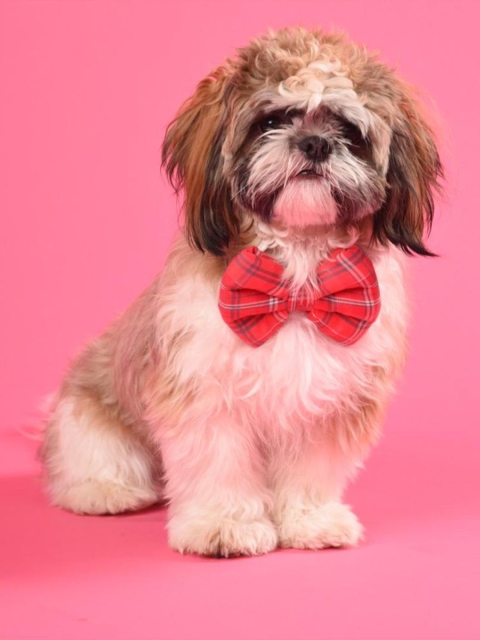 

Heads Up For Tails Dogs King of Hearts Bow Tie, Red