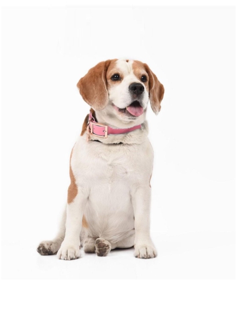

Heads Up For Tails Pink HUFT Pastel Pawprint Rain Friendly Dog Collar