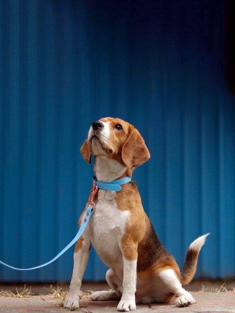 

Heads Up For Tails Blue Pastel Pawprint Waterproof Dog Leash