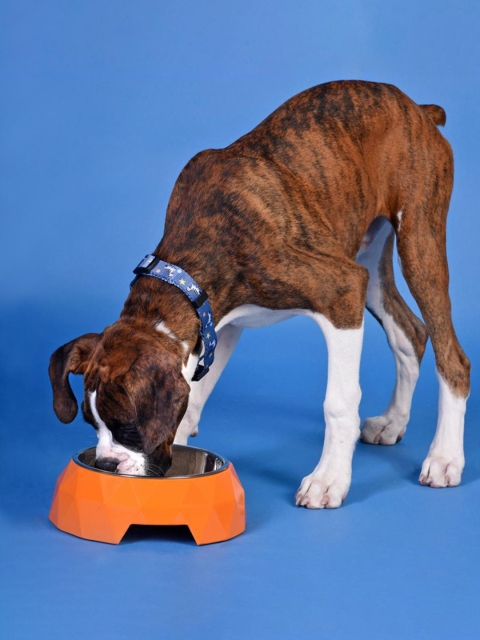 

Heads Up For Tails Orange Solid Diamond Dog Bowl