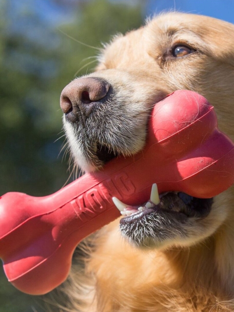 

KONG Classic Goodie Bone Chew Dog Toy, Red