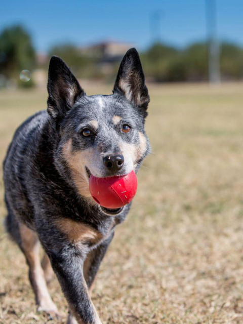 

KONG Red Solid Ball Dog Toy