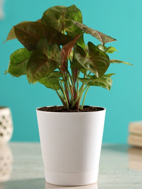 

Ferns N Petals Green & Pink Natural Syngonium Plant in Self-Watering Pot With Plate