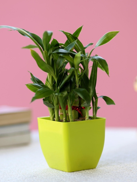 

Ferns N Petals Green 2 Layer Lucky Bamboo Natural Plant In Melamine Pot