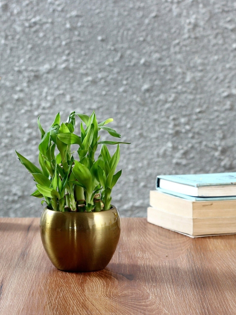 

Ferns N Petals Gold & Green Two Layer Bamboo Natural Plant & Pot