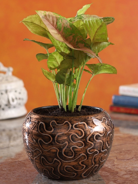 

Ferns N Petals Brown & Green Natural Syngonium Plant With Embroidery Print Pot