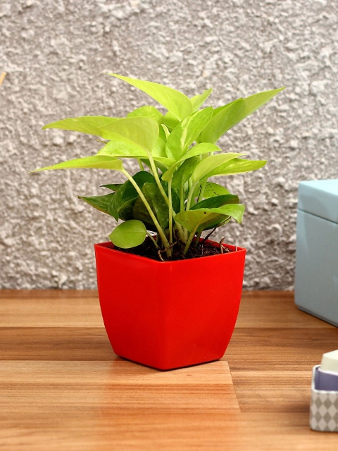 

Ferns N Petals Red and Green Natural Golden Money Plant With Pot