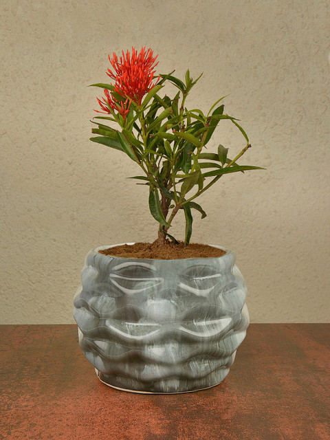 

StyleMyWay Grey & Off-White Handcrafted Ceramic Planter